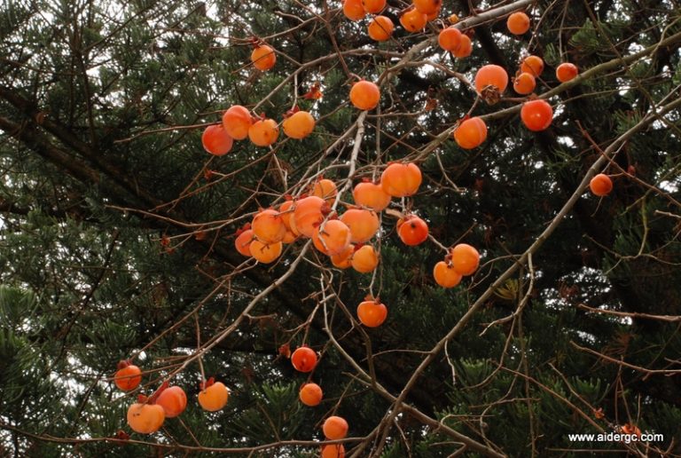 Frutas en el jardín